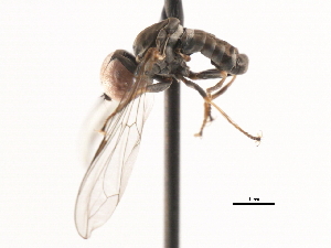  ( - CNC DIPTERA 106223)  @13 [ ] CreativeCommons - Attribution (2011) CNC/CBG Photography Group Centre for Biodiversity Genomics