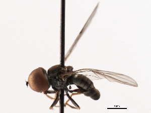  (Clistoabdominalis sp. USA1 - CNC DIPTERA 106229)  @11 [ ] CreativeCommons - Attribution (2011) CNC/CBG Photography Group Centre for Biodiversity Genomics