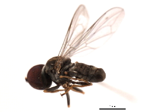  (Clistoabdominalis sp. NM8 - CNC DIPTERA 10623)  @13 [ ] CreativeCommons - Attribution (2011) CNC/CBG Photography Group Centre for Biodiversity Genomics