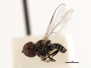  ( - CNC DIPTERA 106240)  @13 [ ] CreativeCommons - Attribution (2011) CNC/CBG Photography Group Centre for Biodiversity Genomics