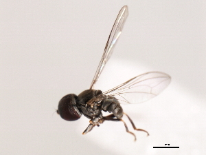  ( - CNC DIPTERA 10939)  @12 [ ] CreativeCommons - Attribution (2011) CNC/CBG Photography Group Centre for Biodiversity Genomics