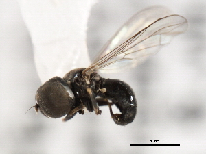  ( - CNC DIPTERA 10959)  @12 [ ] CreativeCommons - Attribution (2011) CNC/CBG Photography Group Centre for Biodiversity Genomics