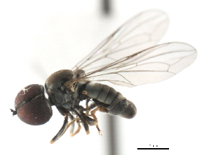  (Clistoabdominalis sp. az21 - CNC DIPTERA 10960)  @13 [ ] CreativeCommons - Attribution (2011) CNC/CBG Photography Group Centre for Biodiversity Genomics