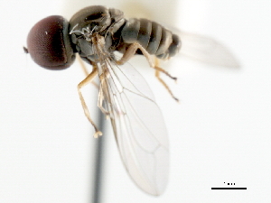  ( - CNC DIPTERA 11031)  @13 [ ] CreativeCommons - Attribution (2011) CNC/CBG Photography Group Centre for Biodiversity Genomics