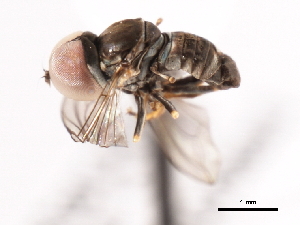  ( - CNC DIPTERA 31469)  @12 [ ] CreativeCommons - Attribution (2011) CNC/CBG Photography Group Centre for Biodiversity Genomics