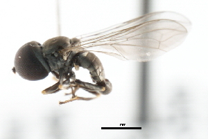  (Clistoabdominalis sp. JAPAN1 - CNC DIPTERA 3195)  @13 [ ] CreativeCommons - Attribution (2011) CNC/CBG Photography Group Centre for Biodiversity Genomics