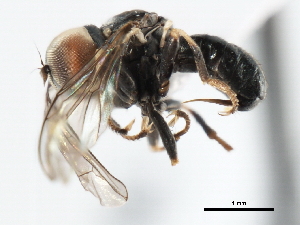 ( - CNC DIPTERA 3497)  @13 [ ] CreativeCommons - Attribution (2011) CNC/CBG Photography Group Centre for Biodiversity Genomics