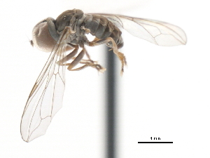  ( - CNC DIPTERA 3543)  @12 [ ] CreativeCommons - Attribution (2011) CNC/CBG Photography Group Centre for Biodiversity Genomics