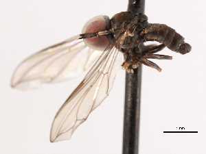 ( - CNC DIPTERA 4486)  @13 [ ] CreativeCommons - Attribution (2011) CNC/CBG Photography Group Centre for Biodiversity Genomics