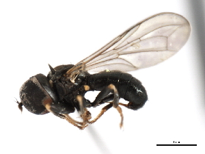  ( - CNC DIPTERA 834)  @13 [ ] CreativeCommons - Attribution (2011) CNC/CBG Photography Group Centre for Biodiversity Genomics