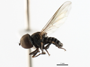  (Claraeola erinys - JSS1174)  @11 [ ] CreativeCommons - Attribution (2011) CNC/CBG Photography Group Centre for Biodiversity Genomics