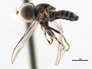  (Clistoabdominalis nutatus - JSS15659)  @13 [ ] CreativeCommons - Attribution (2011) CNC/CBG Photography Group Centre for Biodiversity Genomics