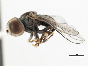  (Clistoabdominalis sp. AUWA1 - JSS15660)  @13 [ ] CreativeCommons - Attribution (2011) CNC/CBG Photography Group Centre for Biodiversity Genomics