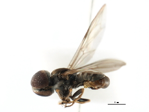  (Clistoabdominalis scalenus - JSS4650)  @12 [ ] CreativeCommons - Attribution (2011) CNC/CBG Photography Group Centre for Biodiversity Genomics
