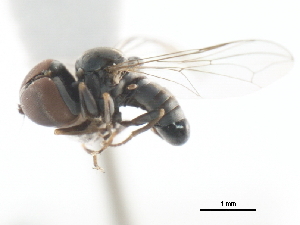  (Clistoabdominalis lingulatus - JSS7448)  @11 [ ] CreativeCommons - Attribution (2011) CNC/CBG Photography Group Centre for Biodiversity Genomics