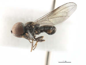  (Clistoabdominalis angelikae - JSS7485)  @11 [ ] CreativeCommons - Attribution (2011) CNC/CBG Photography Group Centre for Biodiversity Genomics
