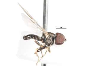  ( - CNC DIPTERA 106194)  @13 [ ] CreativeCommons - Attribution (2011) CNC/CBG Photography Group Centre for Biodiversity Genomics