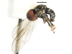  ( - CNC DIPTERA 11022)  @13 [ ] CreativeCommons - Attribution (2011) CNC/CBG Photography Group Centre for Biodiversity Genomics