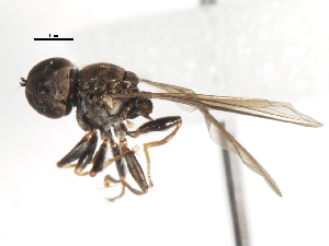  ( - CNC DIPTERA 1622)  @12 [ ] CreativeCommons - Attribution (2011) CNC/CBG Photography Group Centre for Biodiversity Genomics