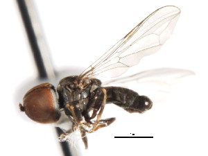  ( - JSS 11548)  @13 [ ] CreativeCommons - Attribution (2011) CNC/CBG Photography Group Centre for Biodiversity Genomics