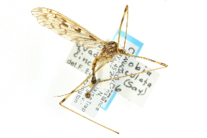  ( - CNC DIPTERA 106618)  @12 [ ] CreativeCommons - Attribution (2011) CNC/CBG Photography Group Centre for Biodiversity Genomics