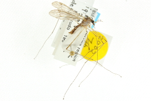  (Tipula ignobilis - CNC DIPTERA 106632)  @14 [ ] CreativeCommons - Attribution (2011) CNC/CBG Photography Group Centre for Biodiversity Genomics