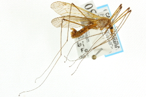  (Tipula bicornis - CNC DIPTERA 106725)  @14 [ ] CreativeCommons - Attribution (2011) CNC/CBG Photography Group Centre for Biodiversity Genomics