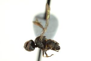  ( - CNC DIPTERA 146943)  @12 [ ] CreativeCommons - Attribution (2012) CNC/CBG Photography Group Centre for Biodiversity Genomics