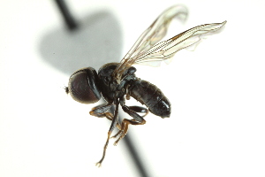  ( - CNC DIPTERA 146955)  @13 [ ] CreativeCommons - Attribution (2012) CNC/CBG Photography Group Centre for Biodiversity Genomics