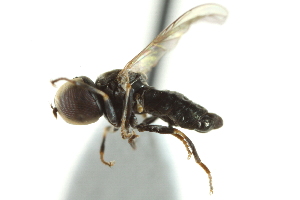 ( - CNC DIPTERA 146963)  @12 [ ] CreativeCommons - Attribution (2012) CNC/CBG Photography Group Centre for Biodiversity Genomics