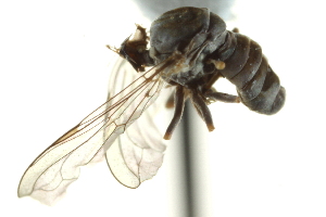 (Clistoabdominalis sp. uae 1 - CNC DIPTERA 147013)  @11 [ ] CreativeCommons - Attribution (2012) CNC/CBG Photography Group Centre for Biodiversity Genomics