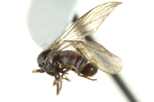  (Clistoabdominalis sp. SI1 - CNC DIPTERA 159249)  @11 [ ] CreativeCommons - Attribution (2012) CNC/CBG Photography Group Centre for Biodiversity Genomics