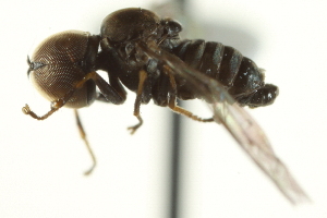  ( - CNC DIPTERA 159273)  @11 [ ] CreativeCommons - Attribution (2012) CNC/CBG Photography Group Centre for Biodiversity Genomics