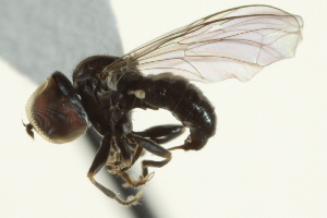  ( - CNC DIPTERA 159434)  @12 [ ] CreativeCommons - Attribution (2012) CNC/CBG Photography Group Centre for Biodiversity Genomics