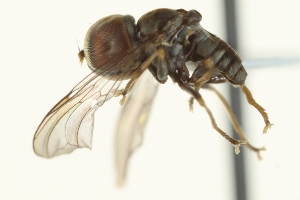  (Clistoabdominalis digitatus - CNC DIPTERA 159451)  @11 [ ] CreativeCommons - Attribution (2012) CNC/CBG Photography Group Centre for Biodiversity Genomics