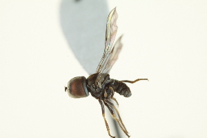  (Clistoabdominalis cf. helluo5 - CNC DIPTERA 159452)  @13 [ ] CreativeCommons - Attribution (2012) CNC/CBG Photography Group Centre for Biodiversity Genomics