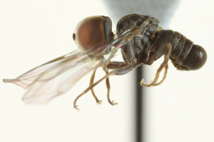  (Clistoabdominalis sp. UAE2 - CNC DIPTERA 159480)  @11 [ ] CreativeCommons - Attribution (2012) CNC/CBG Photography Group Centre for Biodiversity Genomics