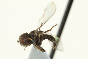  ( - CNC DIPTERA 159557)  @12 [ ] CreativeCommons - Attribution (2012) CNC/CBG Photography Group Centre for Biodiversity Genomics