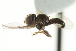  ( - CNC DIPTERA 159558)  @11 [ ] CreativeCommons - Attribution (2012) CNC/CBG Photography Group Centre for Biodiversity Genomics