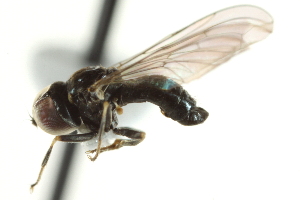  ( - CNC DIPTERA 160258)  @14 [ ] CreativeCommons - Attribution (2012) CNC/CBG Photography Group Centre for Biodiversity Genomics