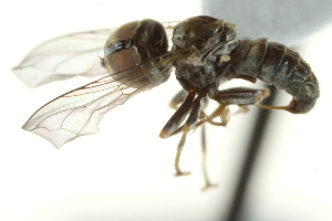  (Tomosvaryella sp. UAE5 - CNC DIPTERA 160277)  @11 [ ] CreativeCommons - Attribution (2012) CNC/CBG Photography Group Centre for Biodiversity Genomics