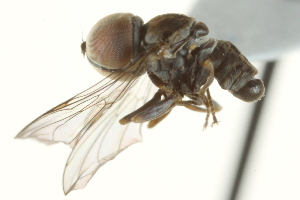  ( - CNC DIPTERA 160292)  @12 [ ] CreativeCommons - Attribution (2012) CNC/CBG Photography Group Centre for Biodiversity Genomics
