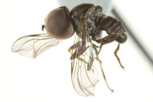 (Clistoabdominalis cf. helluo3 - CNC DIPTERA 160294)  @11 [ ] CreativeCommons - Attribution (2012) CNC/CBG Photography Group Centre for Biodiversity Genomics