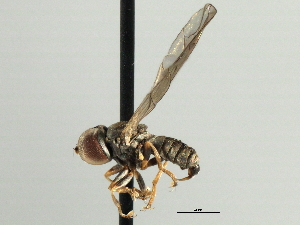  ( - CNC DIPTERA 135712)  @11 [ ] CreativeCommons - Attribution (2013) CNC/CBG Photography Group Centre for Biodiversity Genomics