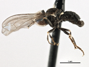  ( - CNC DIPTERA 135815)  @13 [ ] CreativeCommons - Attribution (2013) CNC/CBG Photography Group Centre for Biodiversity Genomics