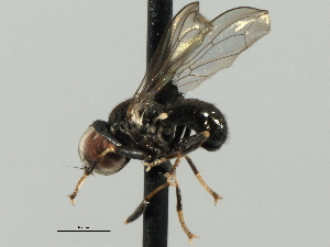  ( - CNC DIPTERA 135936)  @14 [ ] CreativeCommons - Attribution (2013) CBG Photography Group Centre for Biodiversity Genomics