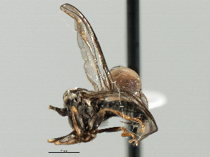  (Clistoabdominalis sp. NSW1 - CNC DIPTERA 135958)  @11 [ ] CreativeCommons - Attribution (2013) CBG Photography Group Centre for Biodiversity Genomics