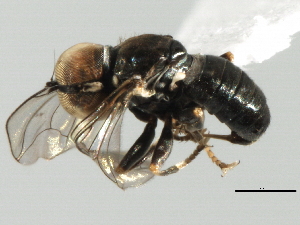  ( - CNC DIPTERA 135969)  @12 [ ] CreativeCommons - Attribution (2013) CBG Photography Group Centre for Biodiversity Genomics