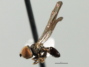  ( - CNC DIPTERA 135973)  @11 [ ] CreativeCommons - Attribution (2013) CBG Photography Group Centre for Biodiversity Genomics