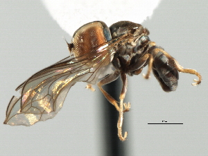  (Clistoabdominalis sp. QLD7 - CNC DIPTERA 136070)  @11 [ ] CreativeCommons - Attribution (2013) CBG Photography Group Centre for Biodiversity Genomics